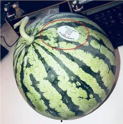 绍兴网红吃瓜,揭秘幕后故事与热门话题