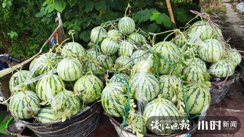 韩城吃瓜网红是谁啊图片,网络红人的崛起之路