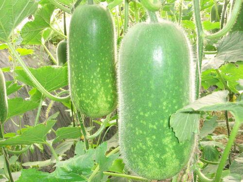 _吃瓜网是什么平台,揭秘热门八卦资讯的聚集地