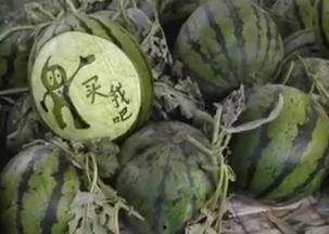 网红小鱼棠吃瓜视频,带你领略幕后真相