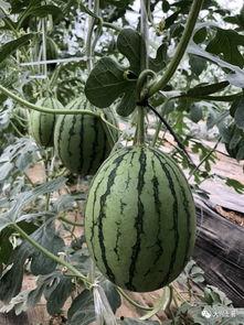 网红吃瓜大网站,揭秘娱乐圈幕后真相，带你领略明星生活百态