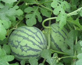 孕妈可以吃晴网瓜吗,晴网瓜的适宜食用与营养分析