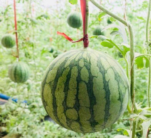 新鲜事吃瓜网,揭秘娱乐圈最新热点，带你畅游八卦海洋