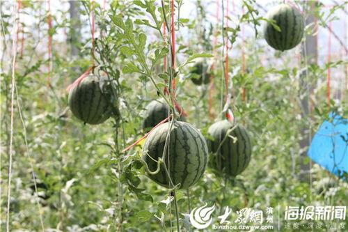 荷兰网红吃瓜事件视频大全,视频大全揭秘幕后真相