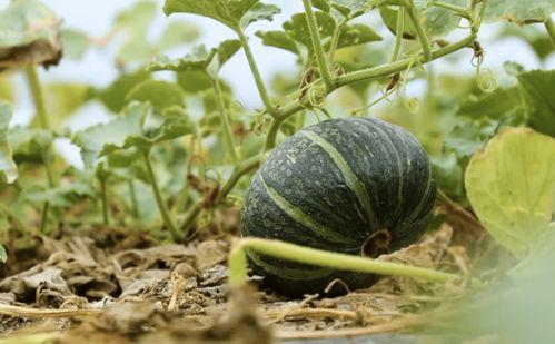 吃瓜拍视频的网红,揭秘娱乐圈幕后故事