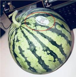 吃瓜网红 图片头像