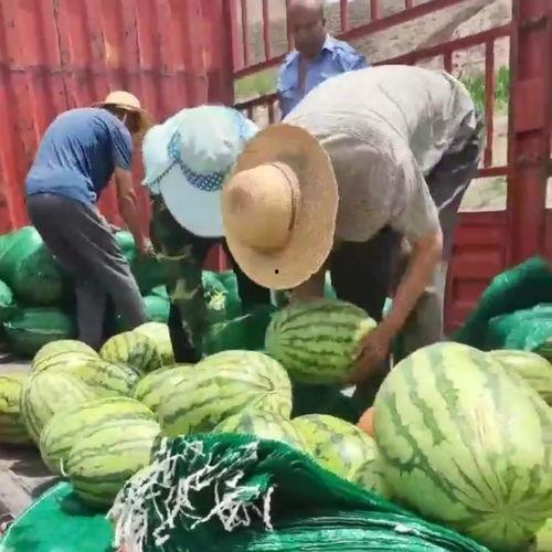 甘肃吃瓜网,吃瓜网带你领略陇上风味