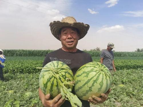 甘肃吃瓜网,吃瓜网带你领略陇上风味